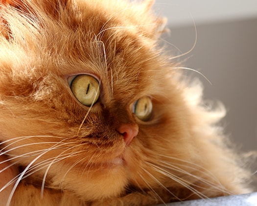 Rassenkatze mit hellgrünen Augen zu dem Artikel Fellpflege der Rassekatze 