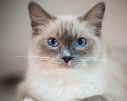 Die Ragdoll wird oftmals als "Hund in Katzengestalt" bezeichnet