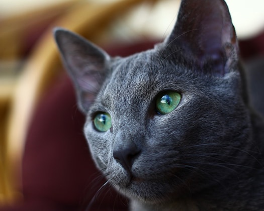 Russisch blaue Katze in einer dunklen Umgebung.