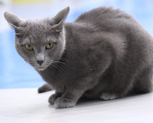 Russische Blaukatze am Beckenrand eines Pools