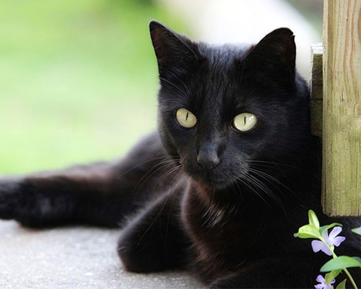 Schwarze Katze mit leuchtenden Augen liegt entspannt neben einem Holzpfosten, im Vordergrund eine kleine violette Blume.