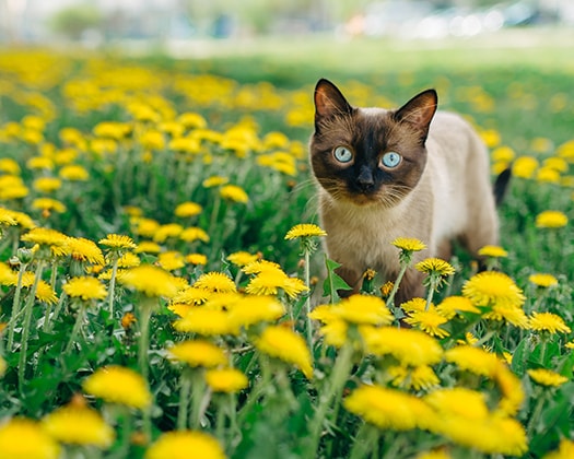 Siamkatze in einem Blumenfeld, die mit großen Augen in die Kamera blickt