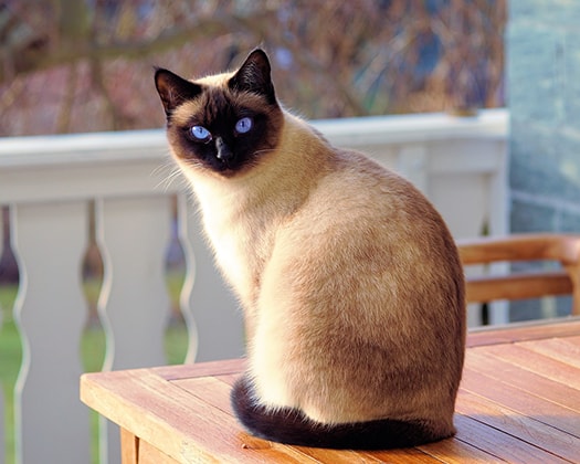 Seal-Point Katze sitzt auf einem Tisch auf einem Balkon