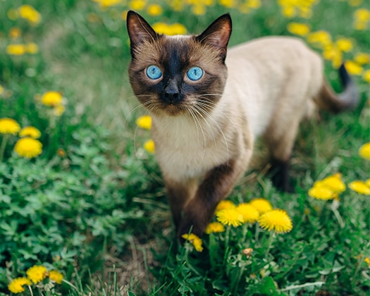 Elfenbeinfarbige Chocolate-Point Katze auf einer Wiese