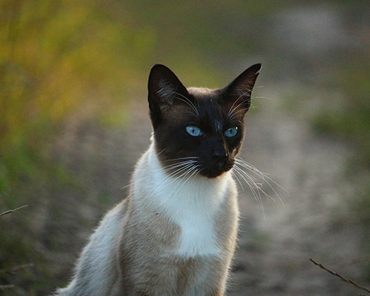Gebrochene weiße Lilac-Point Katze sitzt draußen im Feld