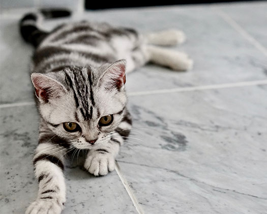 Getigerte Katze mit schwarzem und silbergrauem Fell liegt ausgestreckt auf einem hellgrauen Fliesenboden und schaut konzentriert nach vorn.