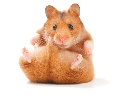 Syrische Goldhamster (Mesocricetus auratus) – häufig nur als Goldhamster bekannt