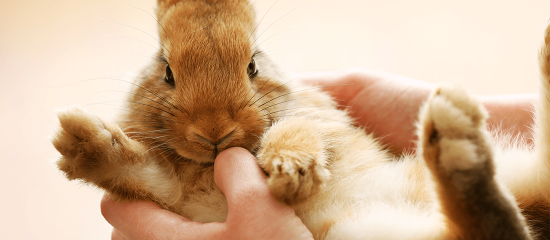 Ein Hase in der Hand eines Menschen