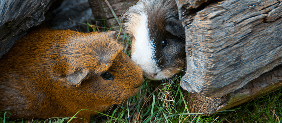 Meerschweinchen in einer Baumkrone