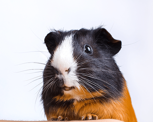 Geflecktes Meerschweinchen an einer weißen Wand