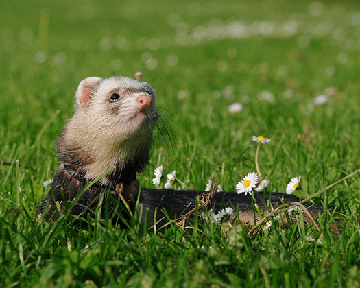 Ein Frettchen auf einer grünen Wiese