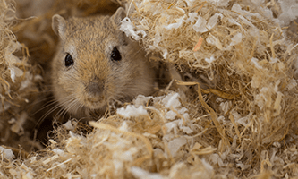 Mongolische Rennmaus mit braunen Augen