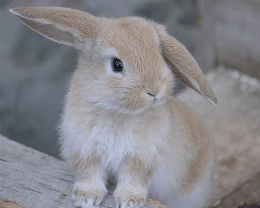 Zwergwidder mit langen Ohren