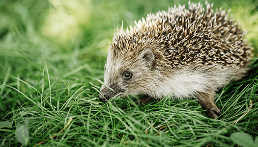 Ein Igel auf dem Rasen zu dem Artikel wildlebende Kleintiere