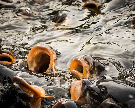 Lebendfutter: artgerechte Nahrung für viele Fischarten