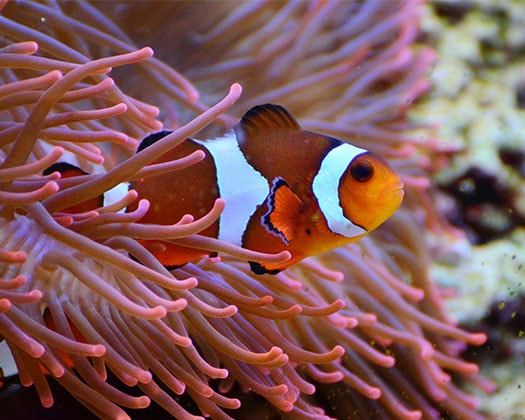 Ein orange-weiß gestreifter Clownfisch ruht in den Tentakeln einer rosa Seeanemone in einem Meerwasseraquarium.