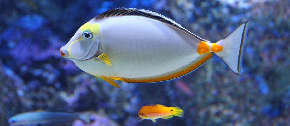 Ein eleganter Nasendoktorfisch mit gelbem Nasenansatz und leuchtend orangefarbenen Schwanzflossen. 