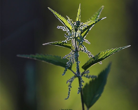 Darum sind Brennnesseln als Garnelenfutter wertvoll