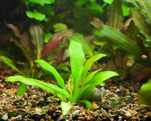 Eine junge, hellgrüne Wasserpflanze mit breiten Blättern, die in einem kiesigen Bodengrund in einem Aquarium wächst, mit unscharfem Grün im Hintergrund.