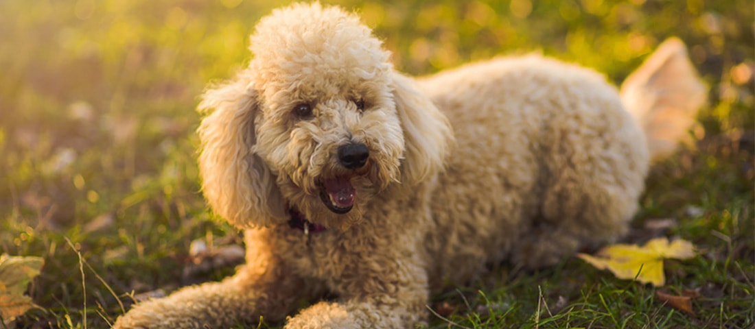 Das Zusammenleben von Mensch und Pudel