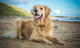 Der Golden Retriever als Familienhund