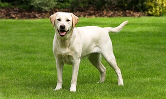 Labrador Retriever mit seiner Otterrute 