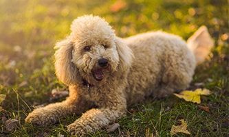 Der Pudel als intelligenter und einzigartiger Familien- und Gesellschaftshund