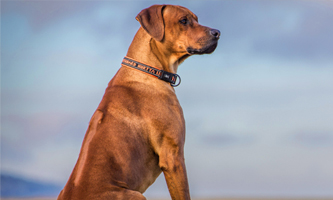 Mehr Informationen zum Rhodesian Ridgeback
