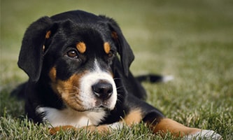Der Schweizer Sennenhund als ausgesprochen kräftiger Alpenbewohner
