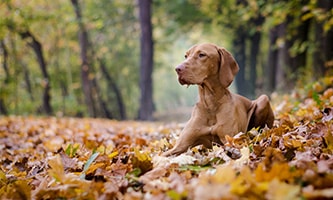 Magyar Vizsla als treuer Hund und agiler Begleiter