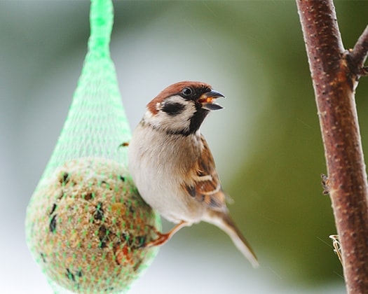 Wildvogel hängt an einer Futterstelle