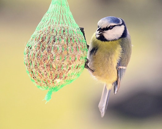 Vogel hängt sich an die richtige Platzierung der Futterstellen