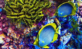 Korallenriff im Salzwasseraquarium