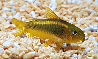 Ein Schwarm leuchtend roter Neonsalmler schwimmt zwischen Unterwasserpflanzen und Treibholz in einem Aquarium.