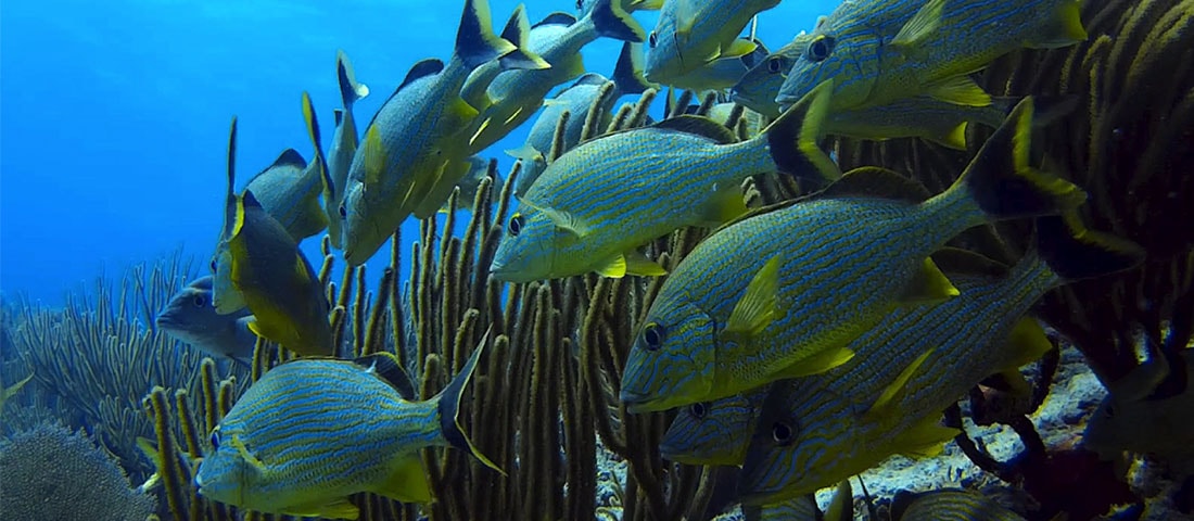 Eine Hand hält einen weißen Behälter über einem Aquarium mit einem bewachsenen Bodengrund und Gesteinsformationen.