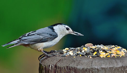 Ein Wildvogel auf einer Baumkrone bei der Fütterung