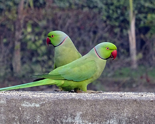 Zwei Sittiche im Freiland zum Thema ausgeprägtes Paarungsverhalten bei Sittichen
