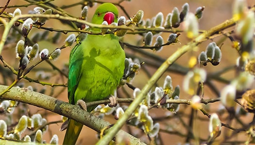 Halsbandsittich mit einem Zweig im Schnabel in einem Baum